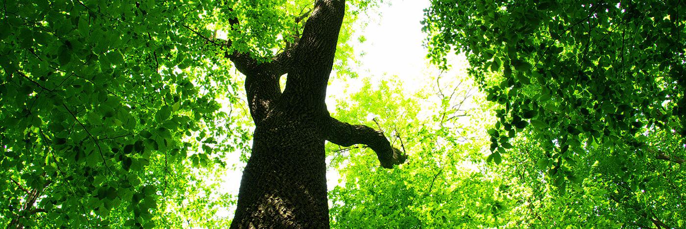 TabulaRasaR's profile banner image