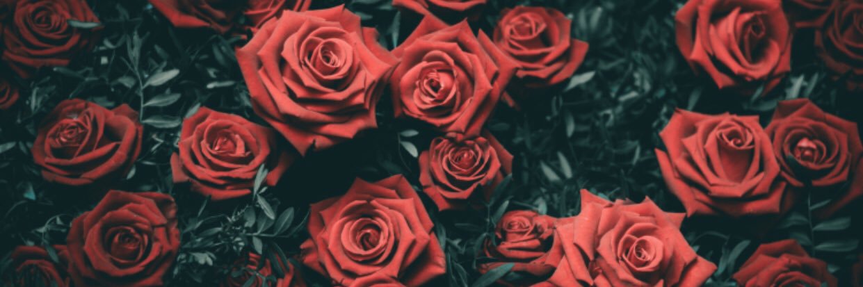 JazminLaport's profile banner image