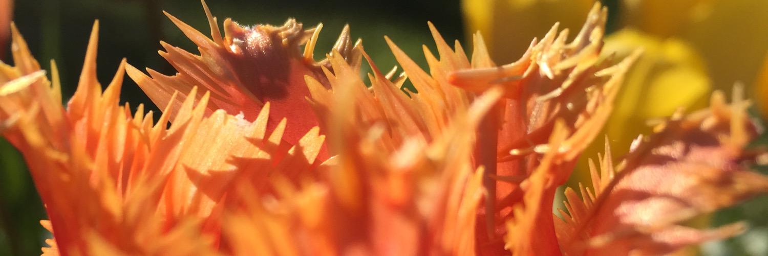 Marie Andersson banner