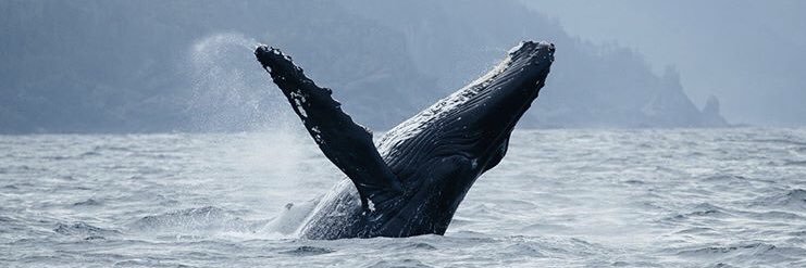 tlaughlin4's profile banner image