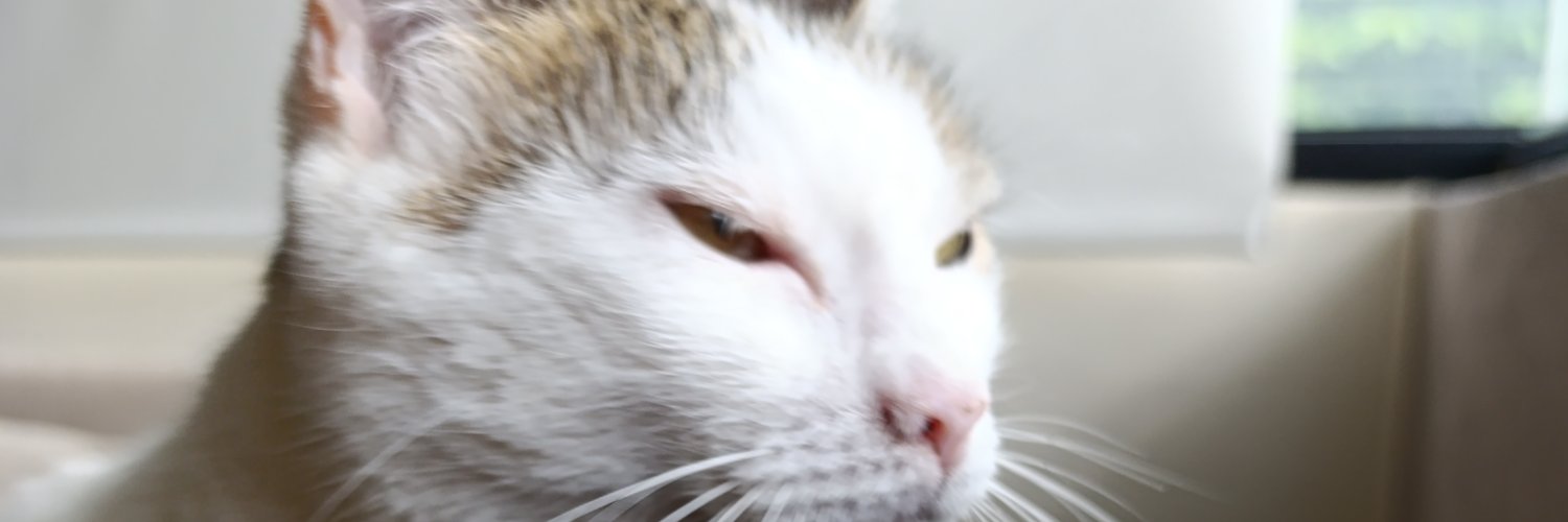 IguForever's profile banner image