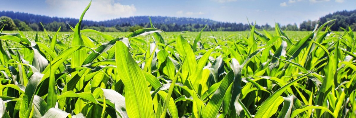 BioBasedIntel's profile banner image