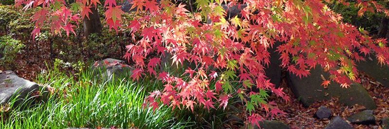 Michael Wheller banner