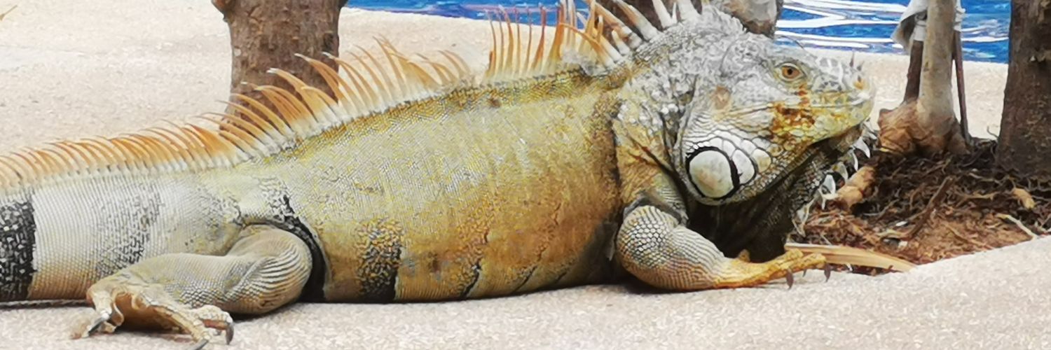 Maureen banner