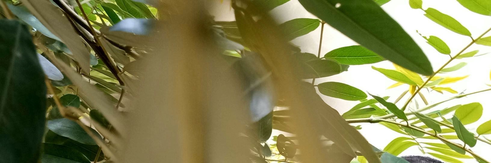 pmacali's profile banner image