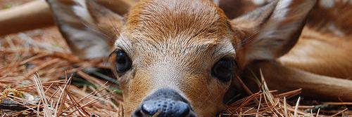 EnricotheDeer's profile banner image