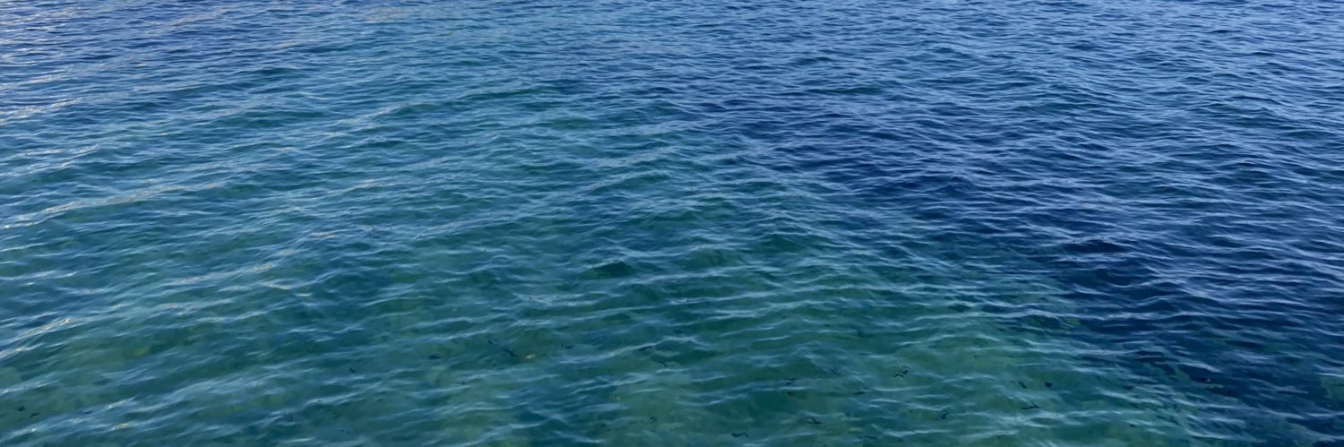 Carolina Schwarz banner