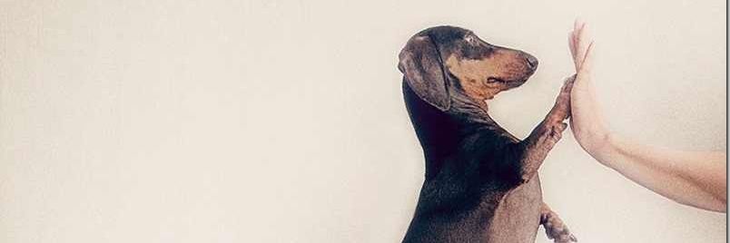 LongDogMelissa's profile banner image