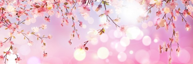 mayelopezt's profile banner image
