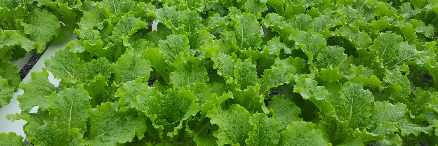 farming4hunger's profile banner image