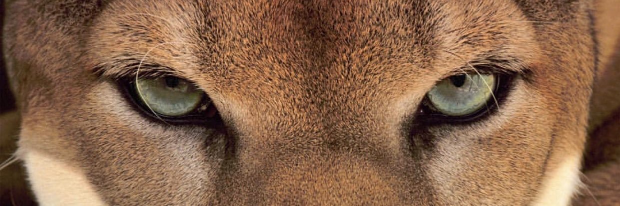 lion_nbl's profile banner image