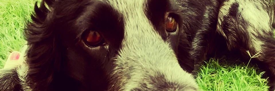 Majo banner