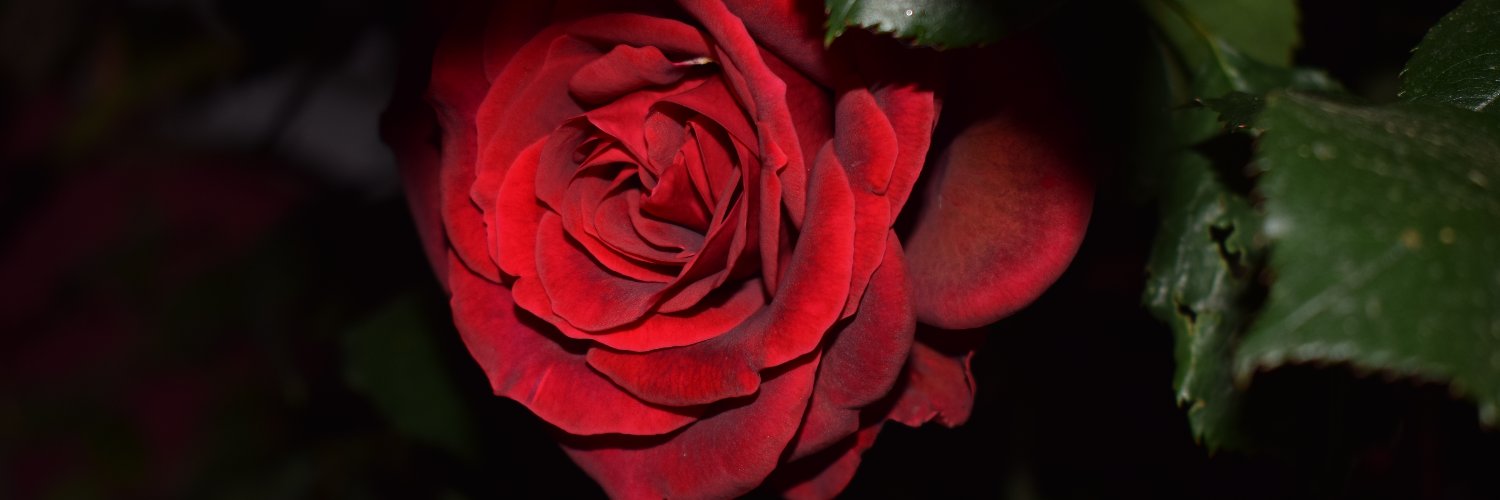 alexanderNCR's profile banner image