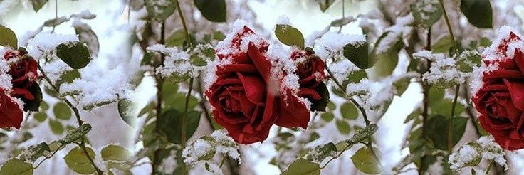 •. 𝓖𝒊𝒔𝒆𝒍𝒍𝒆 do loa ˙⋆* banner