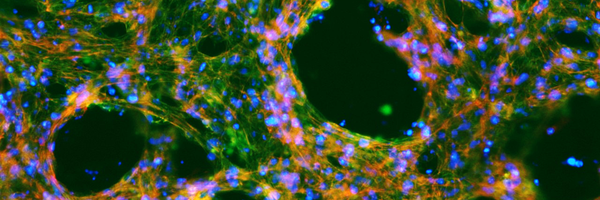 ZoldanLab Profile Banner
