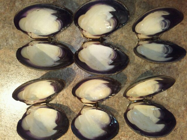 WampanoagShells's profile banner image