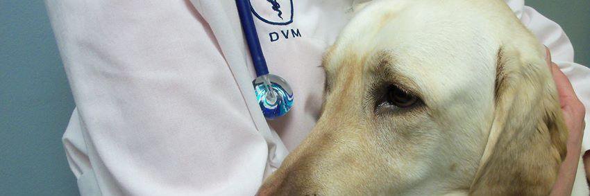DogDayForecast's profile banner image