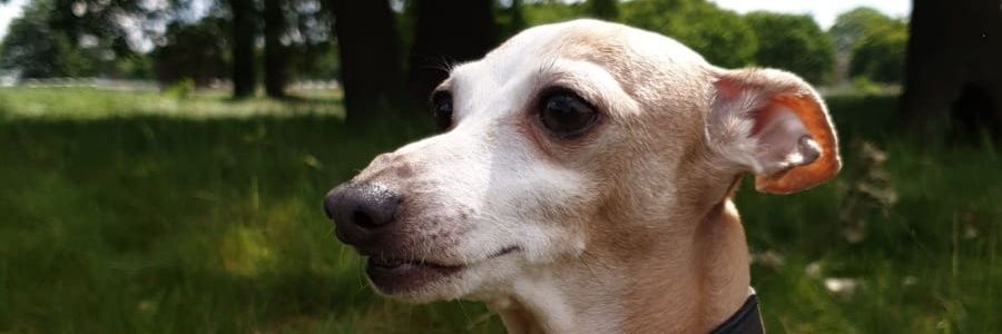 WillyGtweets's profile banner image