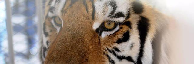 Matthew Musso banner