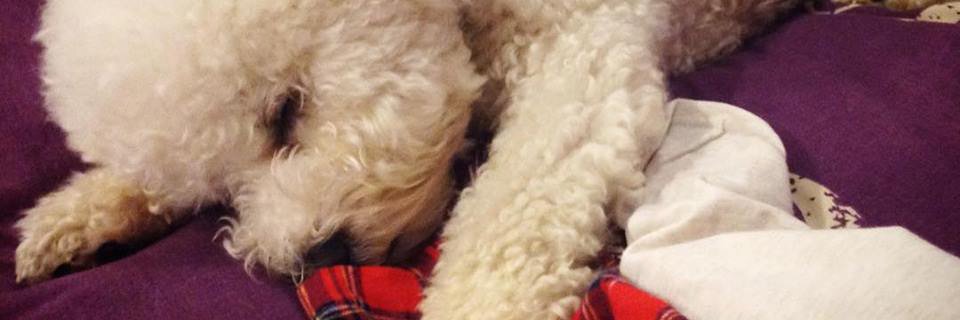 DiariesBichon's profile banner image