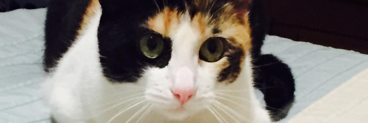 Olympi's profile banner image