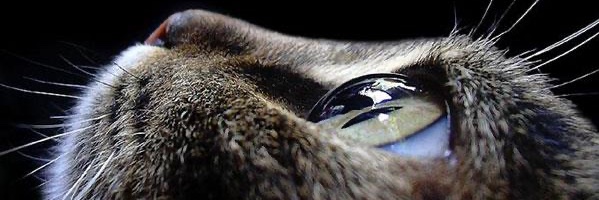 wushurabbit's profile banner image