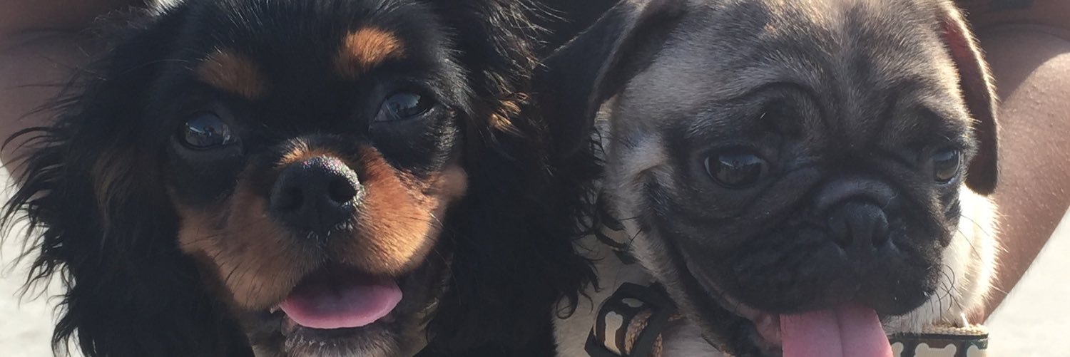 pawpack's profile banner image