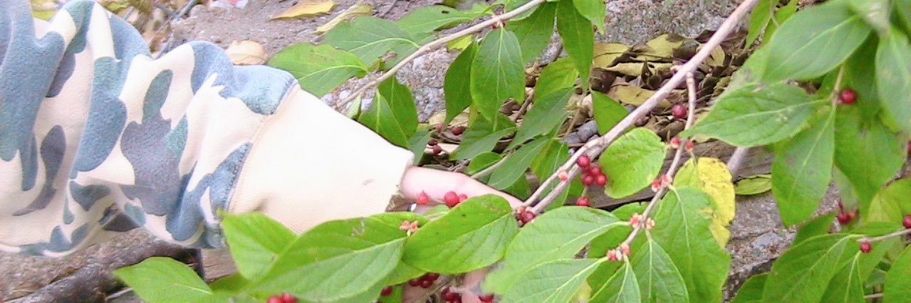 soljuhanthony's profile banner image