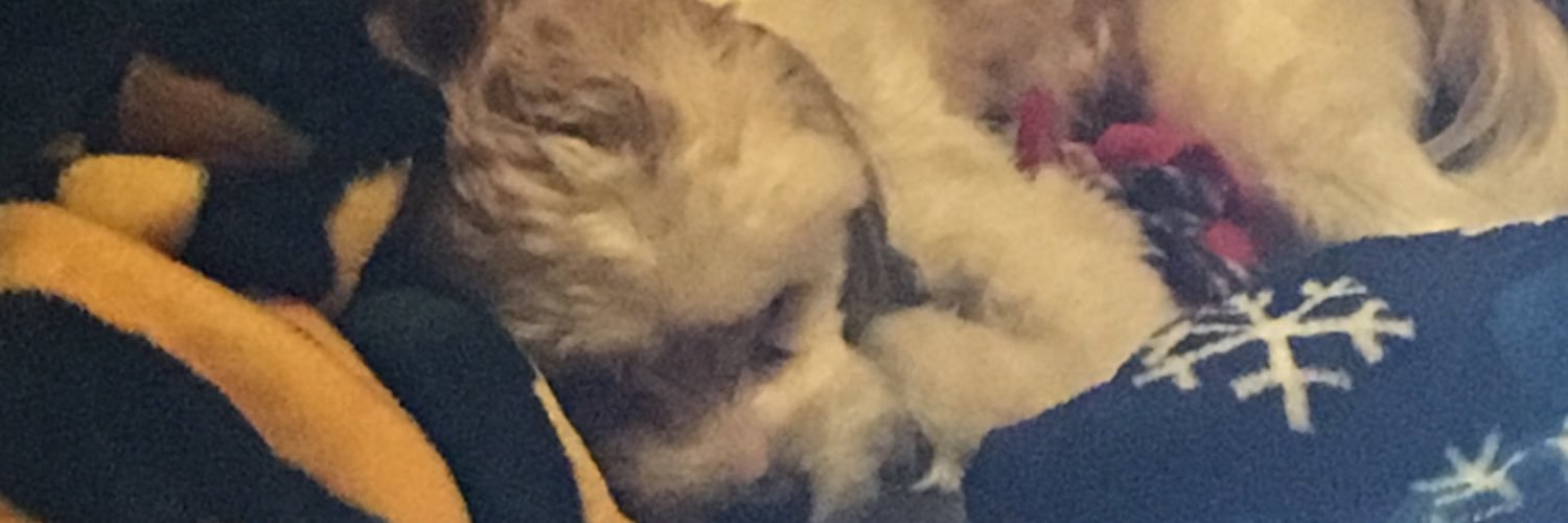 jennelle_wolf's profile banner image