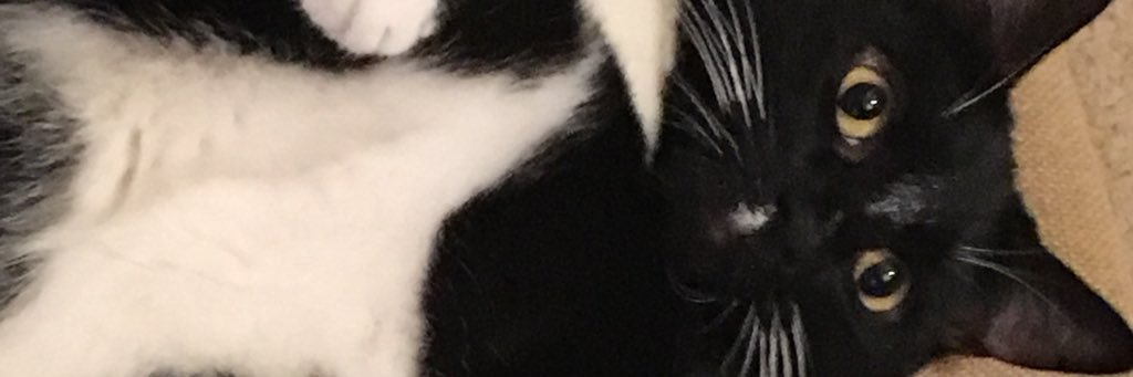 dreadbeasts's profile banner image