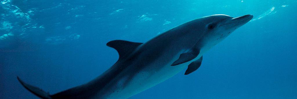 H&L Dolphins SC banner