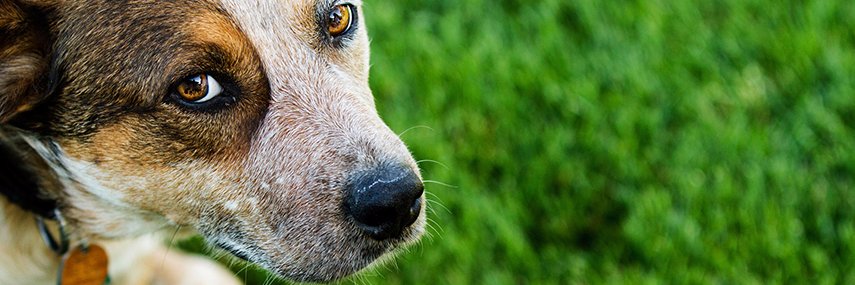 HomeforGoodDogs's profile banner image