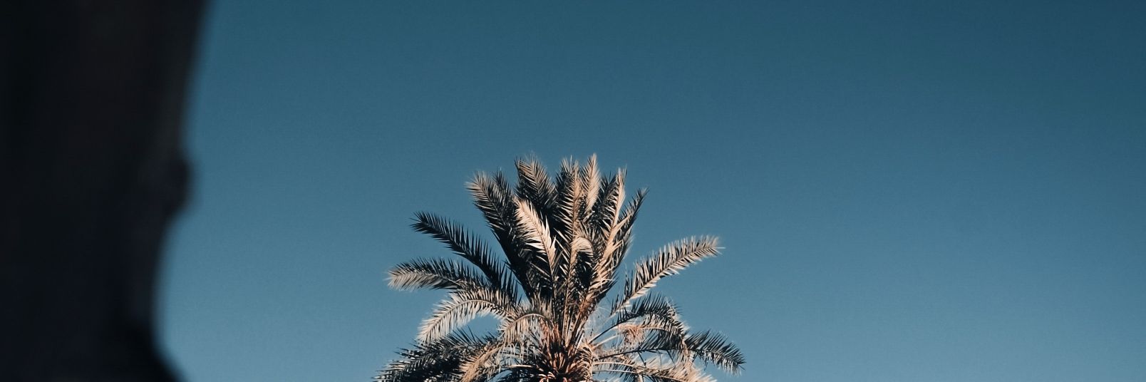 Scorpionoxi's profile banner image