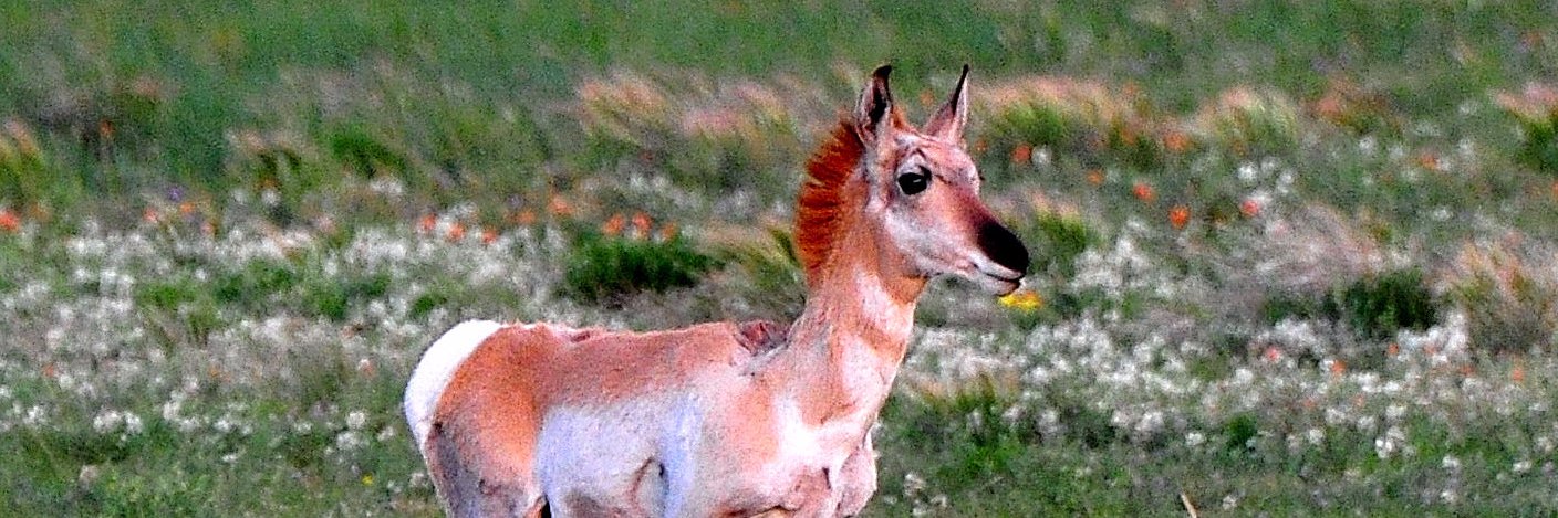 AZ Wildlife Society banner