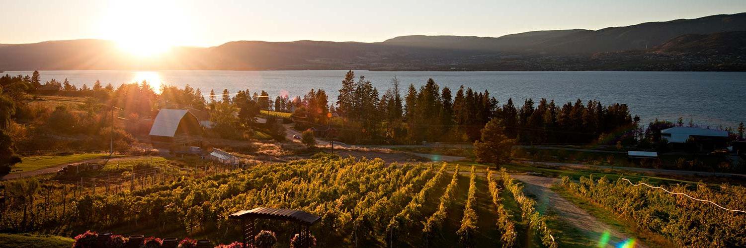 Stephen Cipes banner