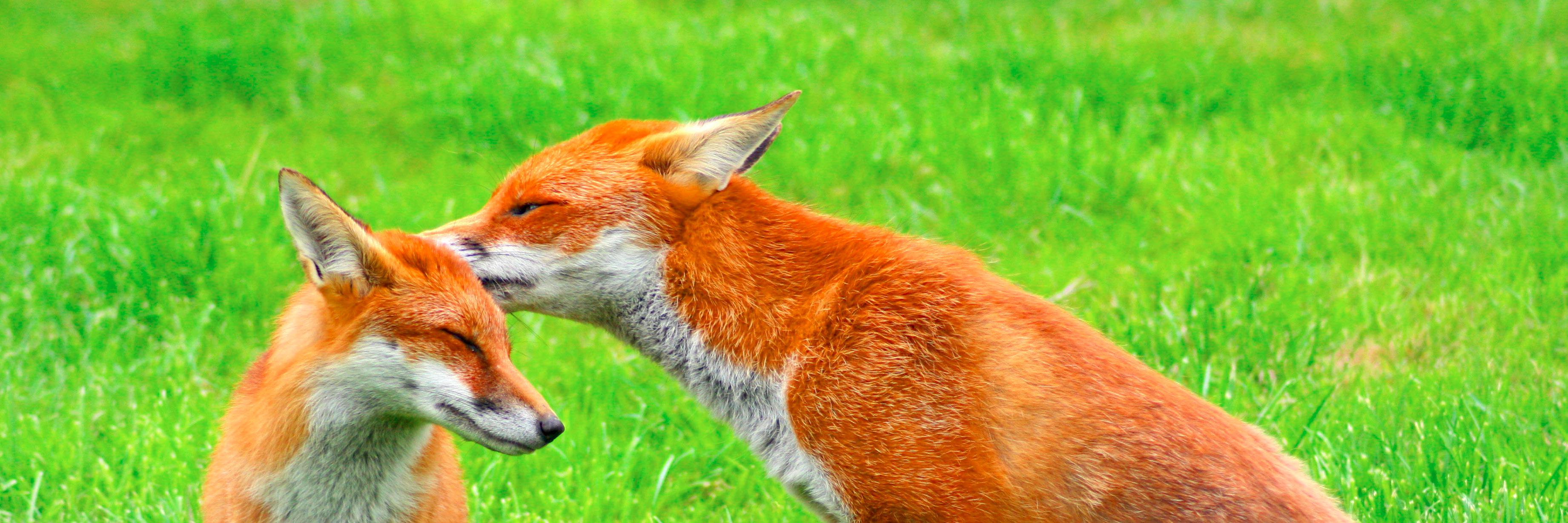 foxdatingbot's profile banner image