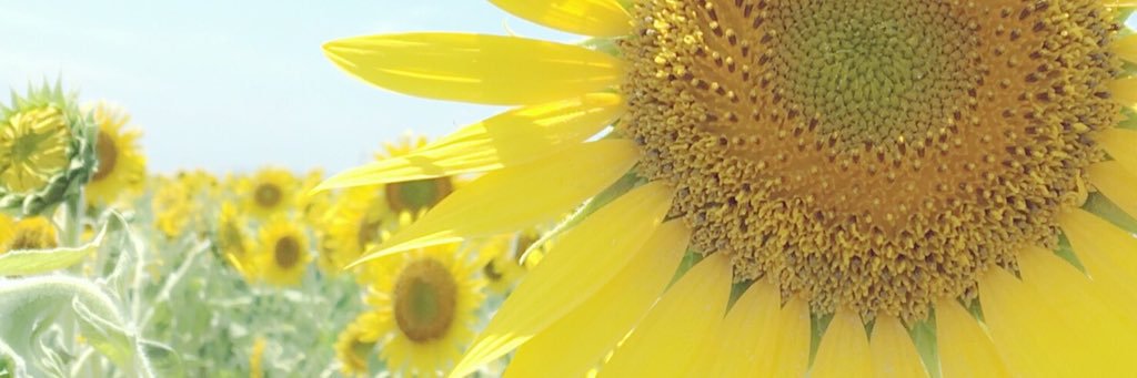 daaihyoo's profile banner image