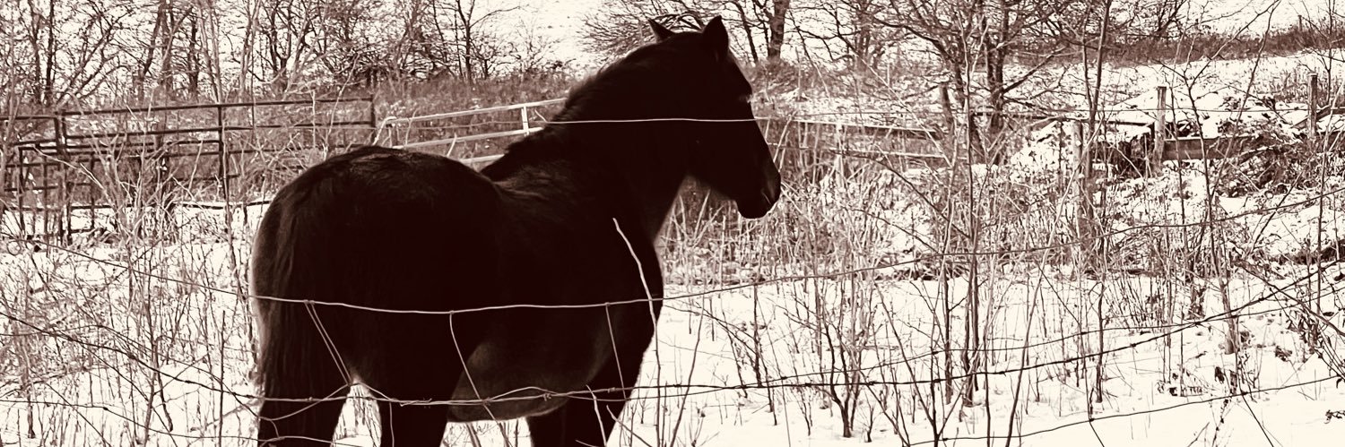 trish johnson banner