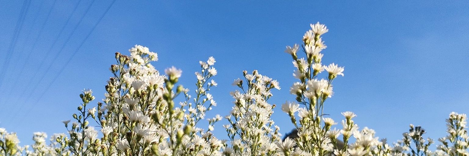 msikjunfr's profile banner image
