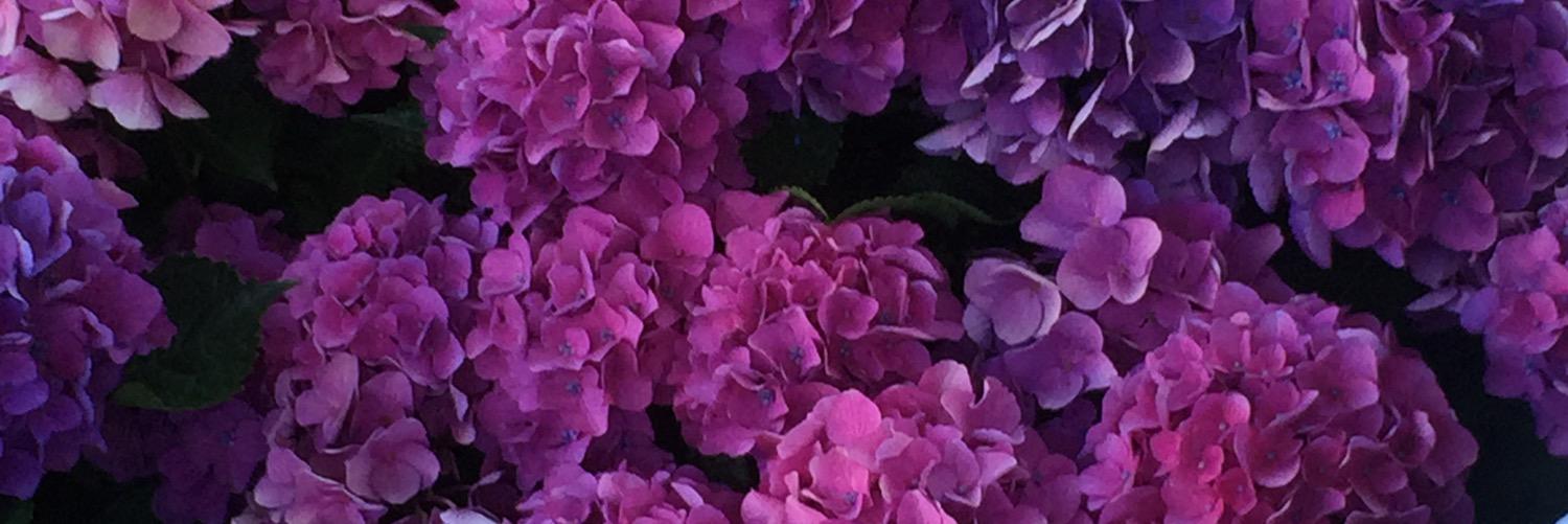 desireshela's profile banner image
