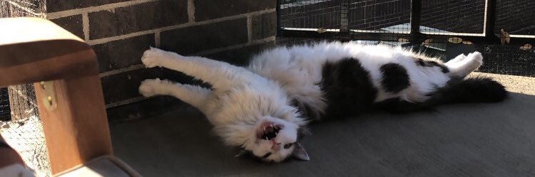 LanieBoss's profile banner image