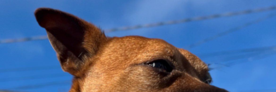 pablito banner
