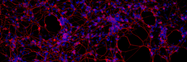 IEEEBrain Profile Banner