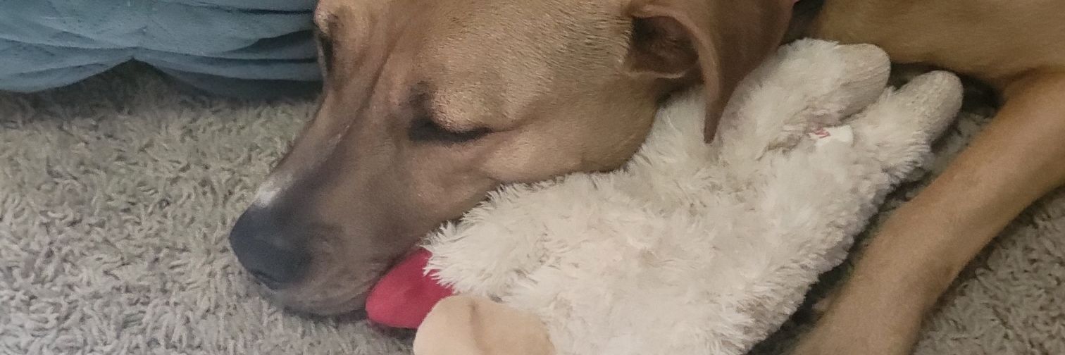 ashley_eevee's profile banner image