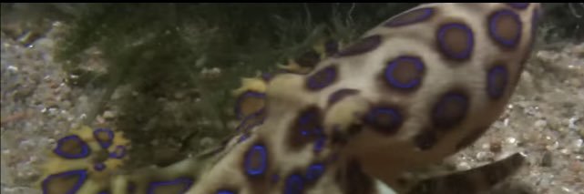 wonkynitwit's profile banner image