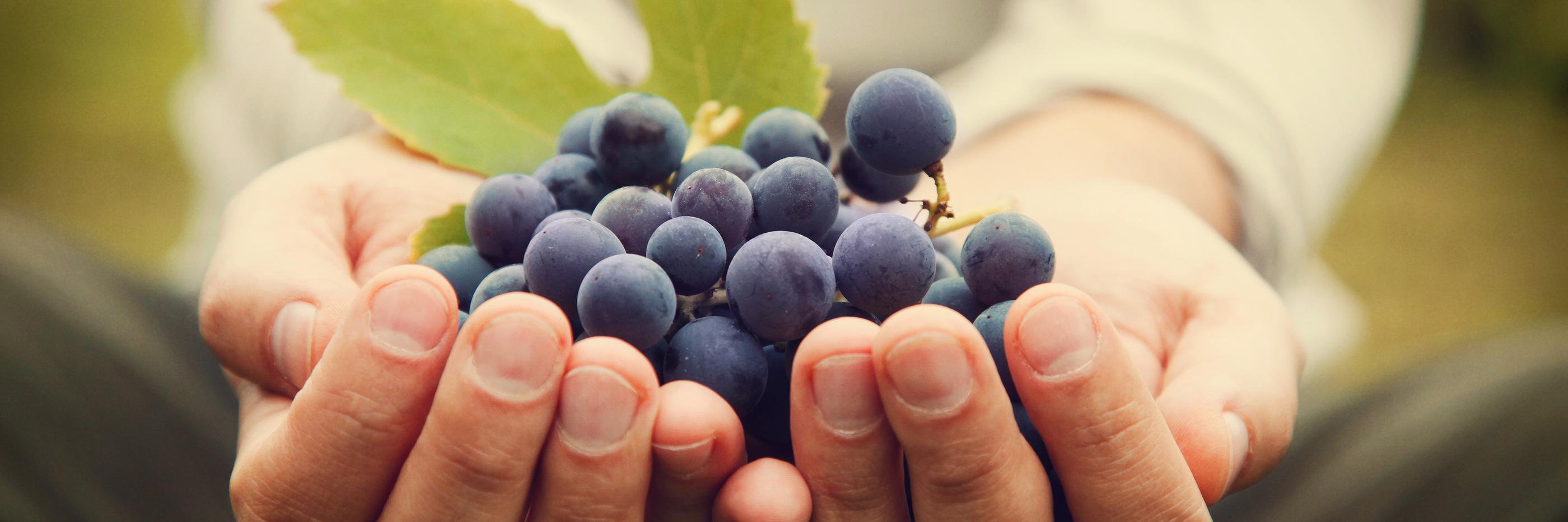 SycamoreWinery's profile banner image