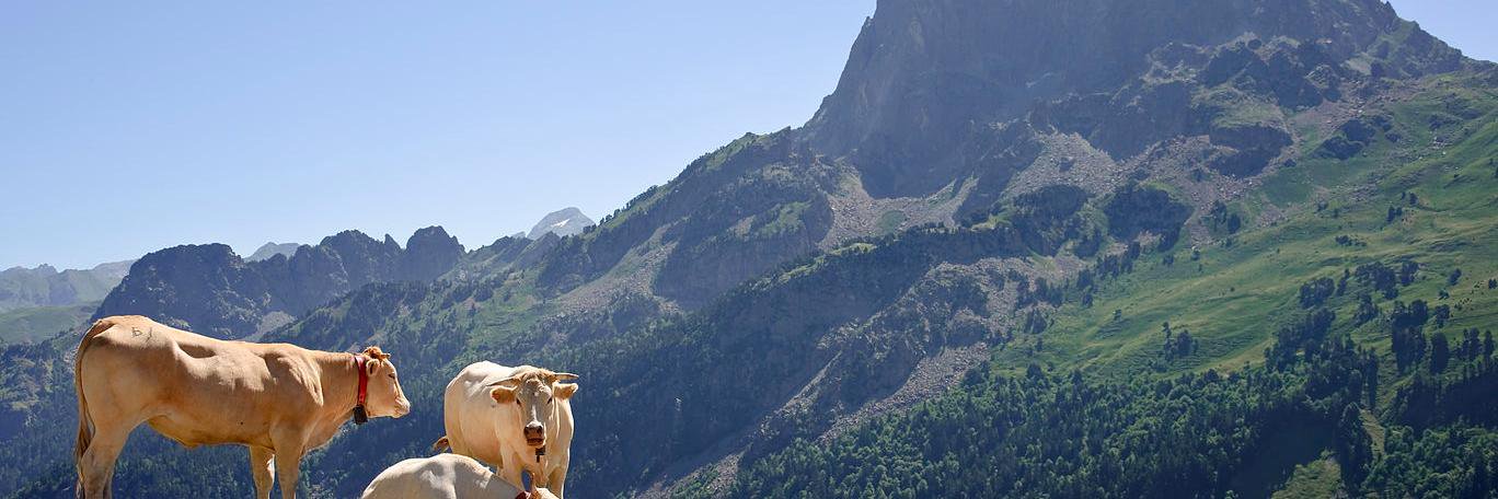 KubbieBeef's profile banner image