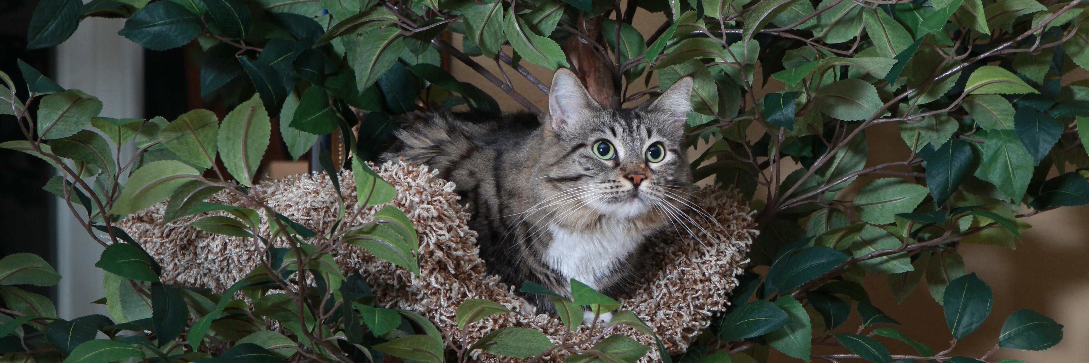PetTreeHouse's profile banner image