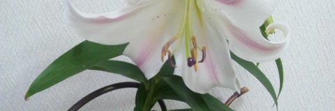Clover529's profile banner image