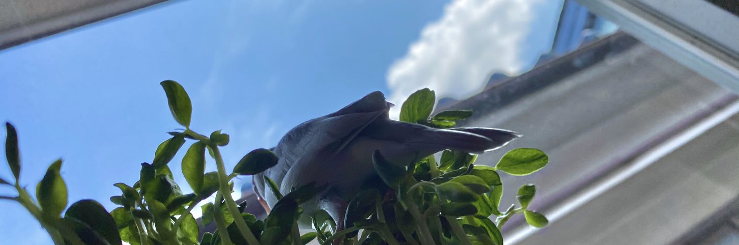 oimoaono's profile banner image